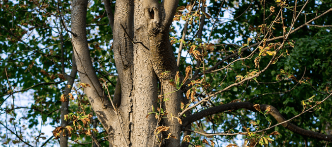 is my tree dead or dormant