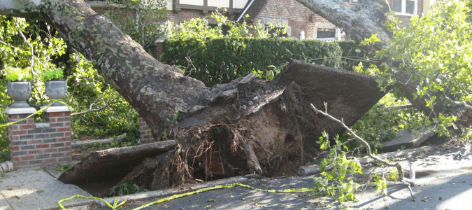 tree falling warning