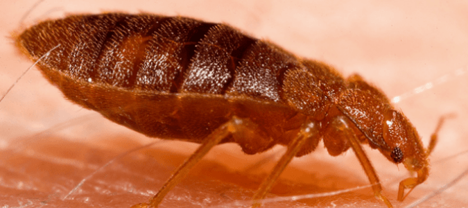 bugs mistaken for bed bugs