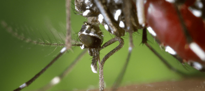 How-long-do-mosquitoes-live-in-the-house