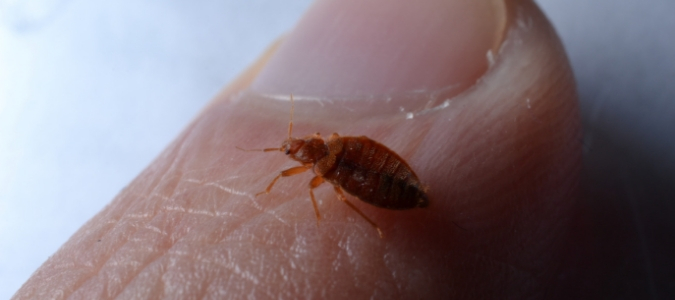 How to treat bed bug bites