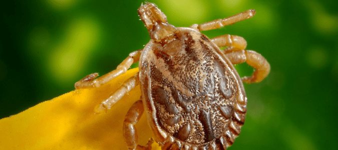 tiny black bug on skin