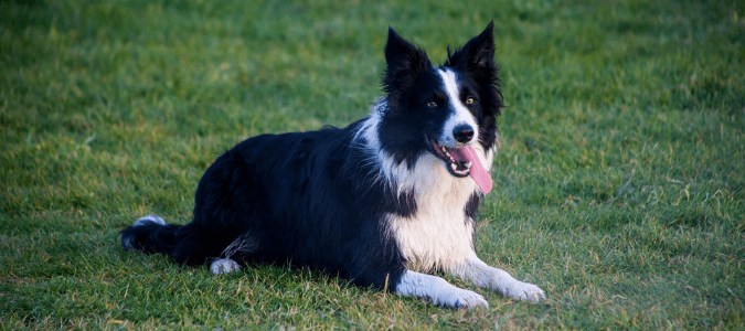 Best grass for high traffic and shade