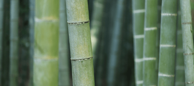 Do termites eat bamboo