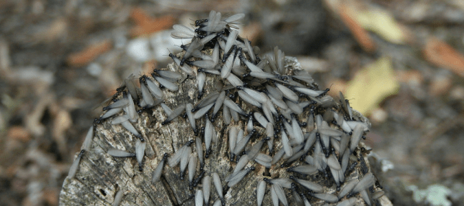 Do termites eat cedar