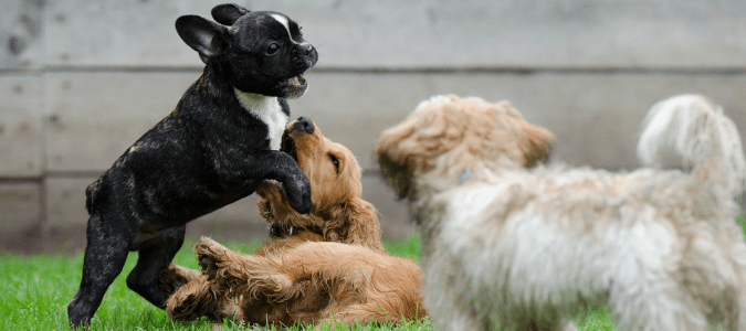 How to keep grass with dogs