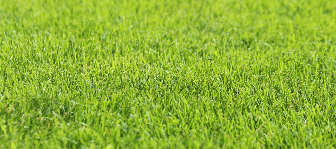 How to keep lawn green in summer heat