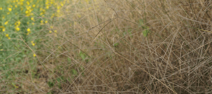 Types of crabgrass