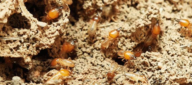 What do termites eat besides wood