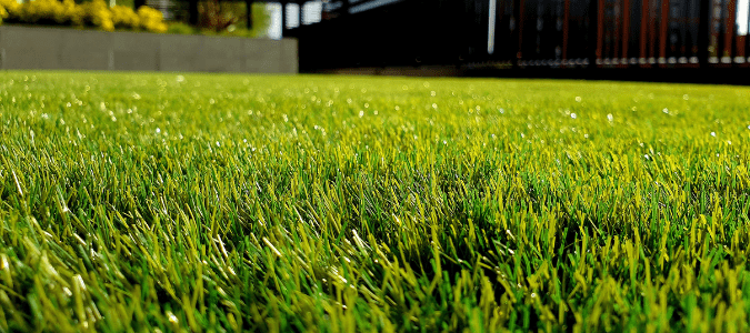 What type of grass is most resistant to dog urine