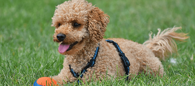 grass for high traffic backyard dog