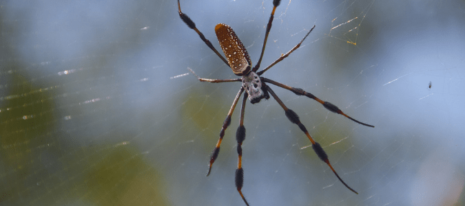 Banana Spiders in Florida