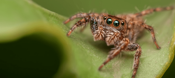 Florida Spiders