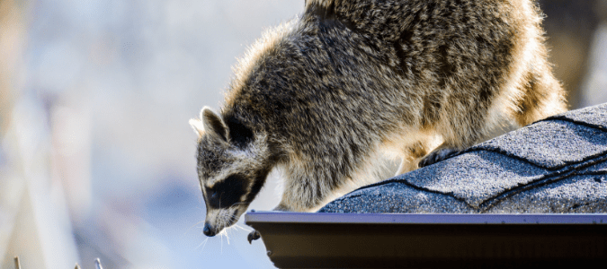 How to keep raccoons off your roof