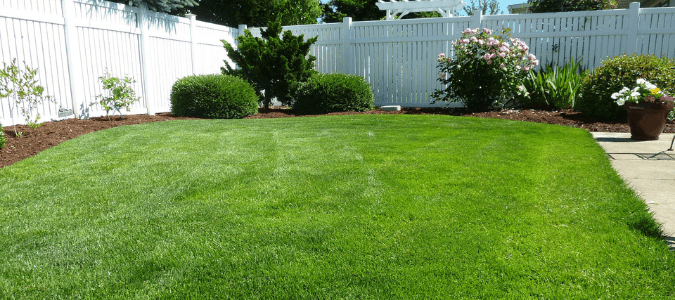 How to revive St. Augustine grass