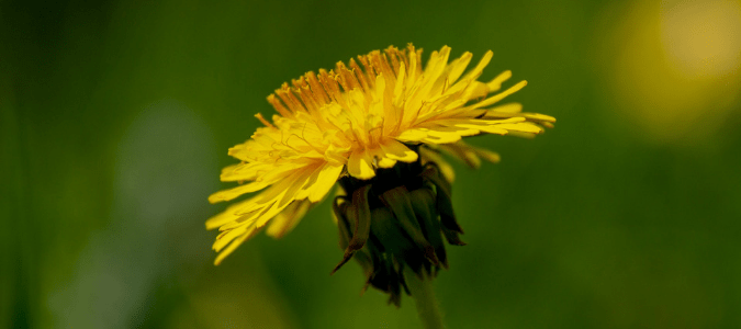 Identify weeds in St. Augustine grass