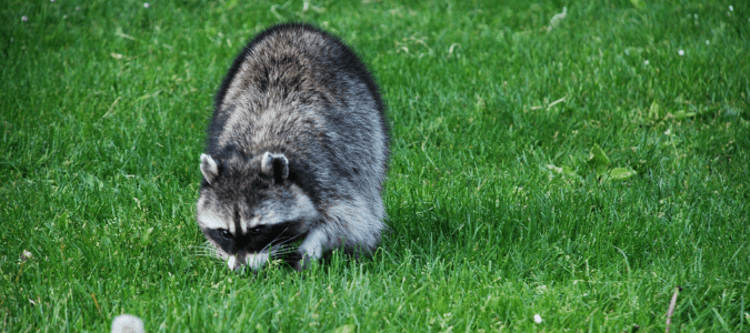 Raccoon damage