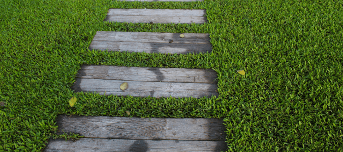 St. Augustine Grass Fungus