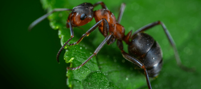 What do carpenter ants look like