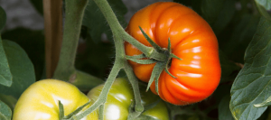 Where Do Skunks Live? Keeping Skunks Off Your Property | ABC Blog