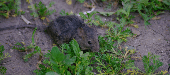 Rodents In Texas: A Homeowners Control & Prevention Guide | ABC Blog