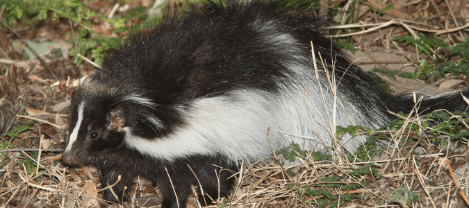 Do skunks bite