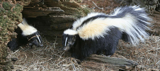 Do skunks hibernate