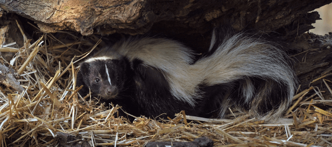 Skunk den