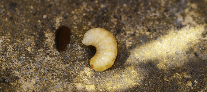 How to get rid of grubs with pest control