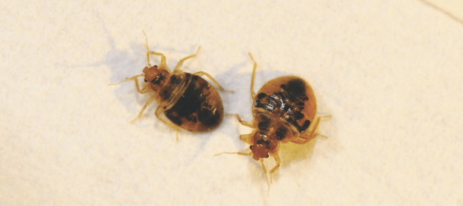 do baby bed bugs bite