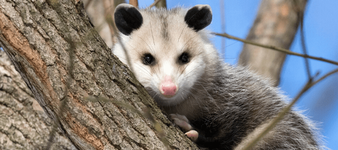 Do possums eat cats