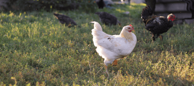 Do possums eat chickens