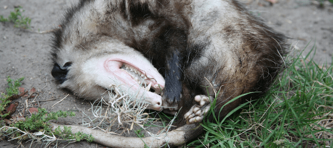 Possum playing dead