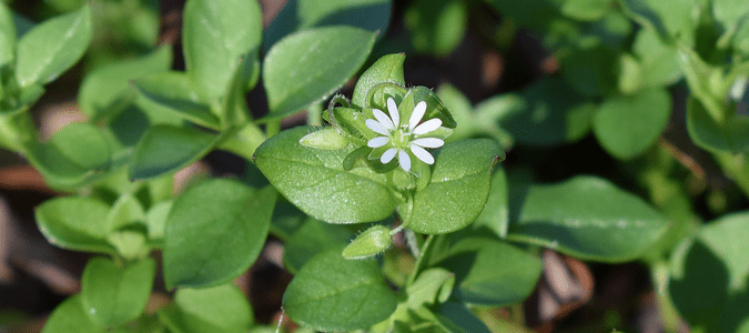 Winter Weeds in Texas