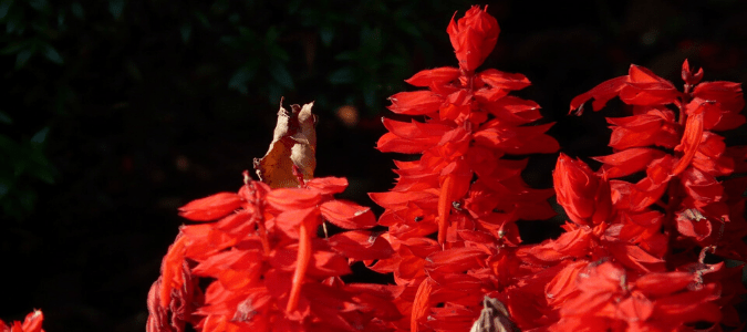 Red sage is a type of annual salvia