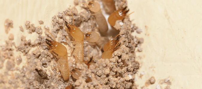 Are termites harmful to humans