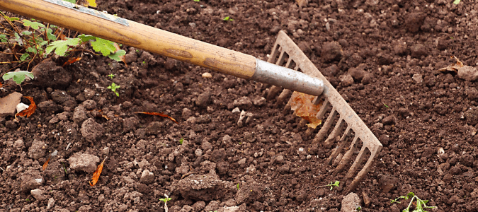 How to plant st augustine grass