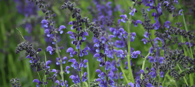 A common Texas salvia is mealy cup sage