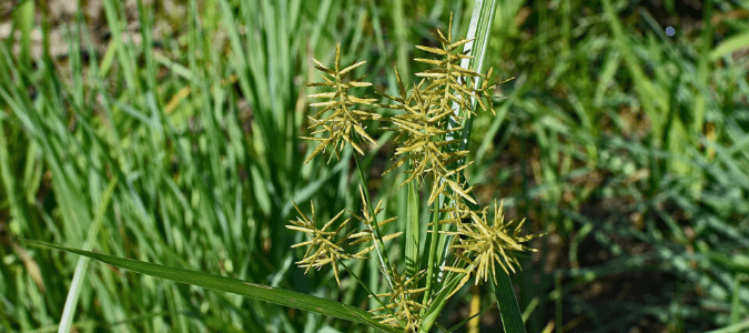 Yellow nutsedge