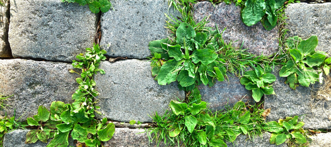 Weeds between pavers