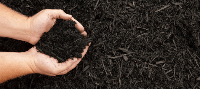 Gardener holding a handful of mulch