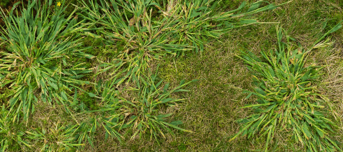 Sprawling crabgrass