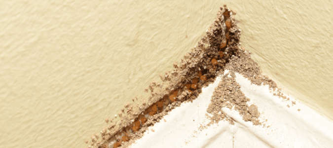 Termites eating away at a wall