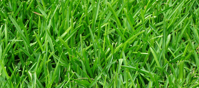 Bermuda grass