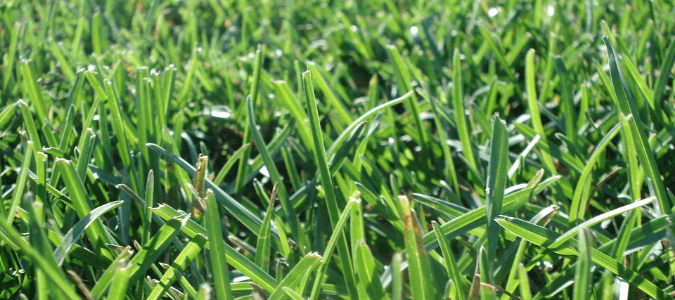 a patch of st augustine grass