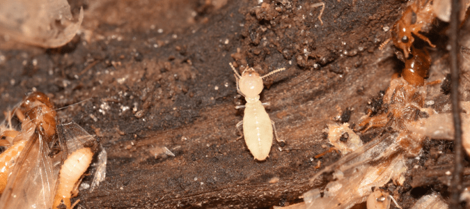 soldier and alate termites