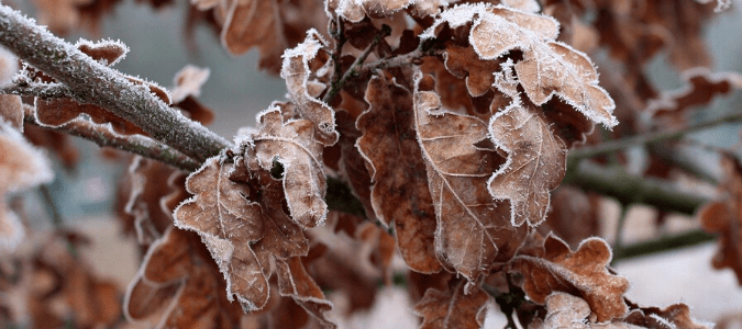 frozen leaves hanging from a tree