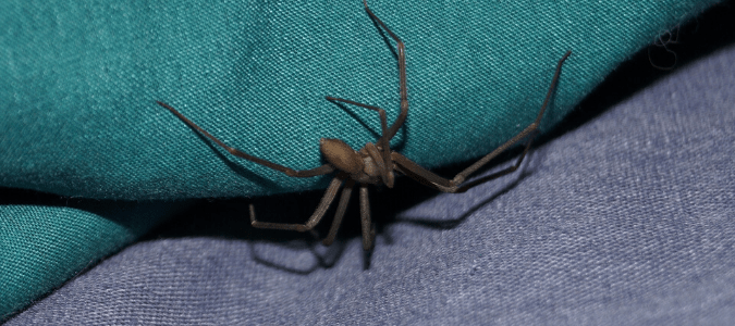 A brown recluse spider