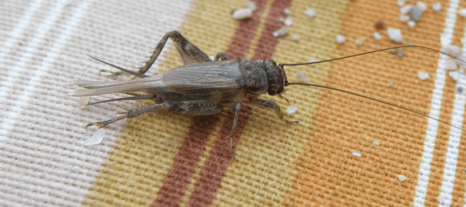 A cricket