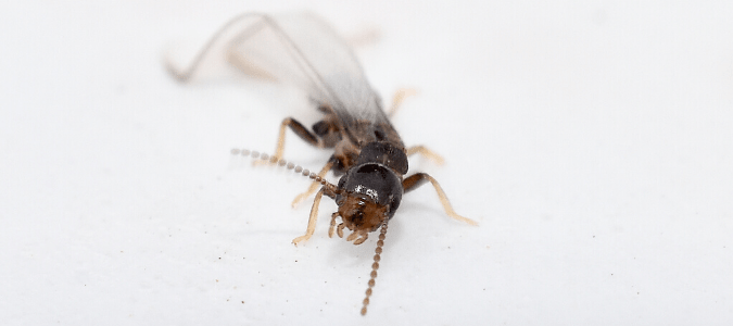 A winged subterranean termite